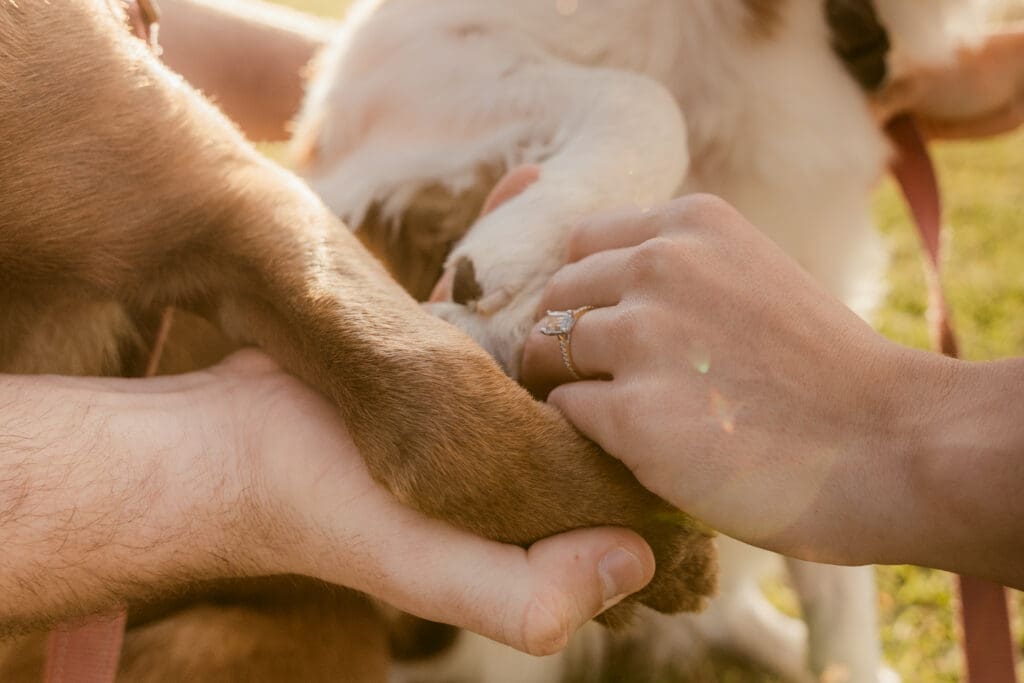 Close-up detail of an engagement ring and a couple holding their dog’s paw during a dog-friendly engagement photoshoot in Brisbane, photographed by a Brisbane wedding photographer.