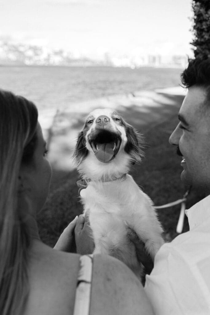 Black and white photo of a happy puppy being held by an engaged couple during a dog-friendly engagement photoshoot in Newstead, Brisbane, photographed by a Brisbane wedding photographer.
