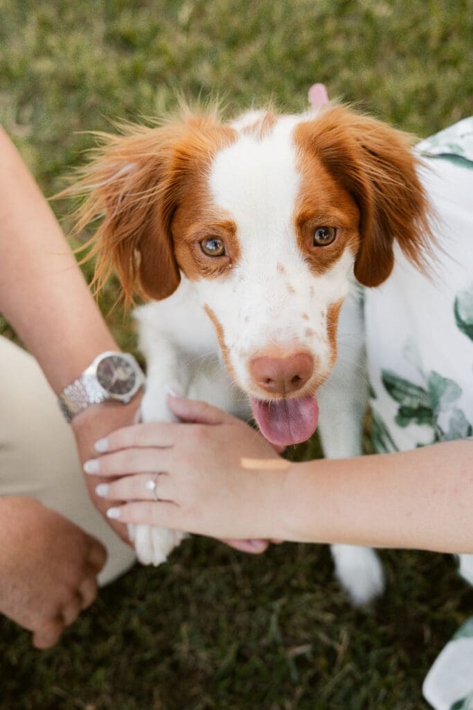 Close-up of a couple’s puppy during a dog-friendly engagement photoshoot in Newstead, Brisbane, captured by a Brisbane wedding photographer.